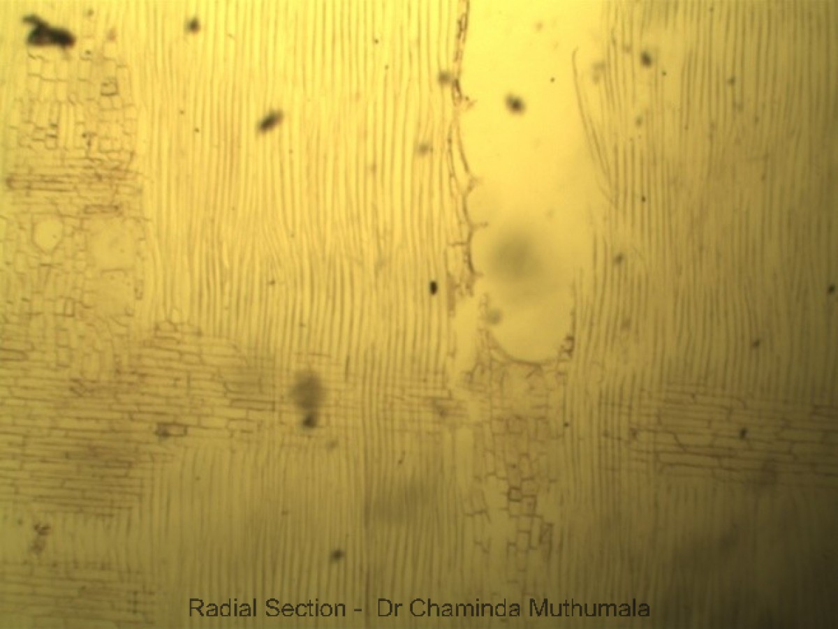 Melia azedarach L.